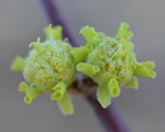 Euphorbia sp loupava borka Marsabit 28km SZ GPS178 v 2012 Kenya 2014_0720.jpg